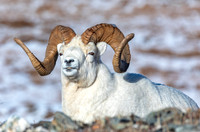 Dall Sheep