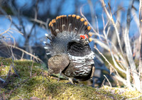 Spruce Grouse