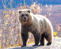 Bears
