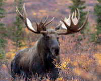 Moose