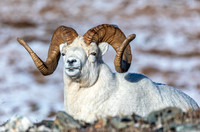 Dall Sheep