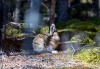 Rabbits/Hares