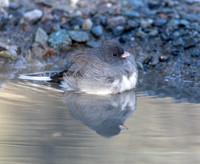 Small Birds