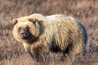 Grizzly Bear