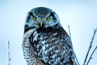 Owls