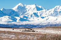 Bison