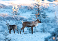Caribou