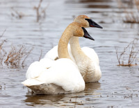 Swans