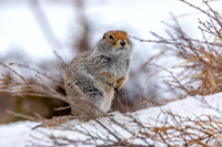 Small Mammals