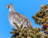 Grouse