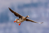Geese
