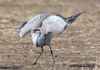 Cranes