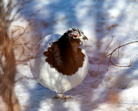 Ptarmigan